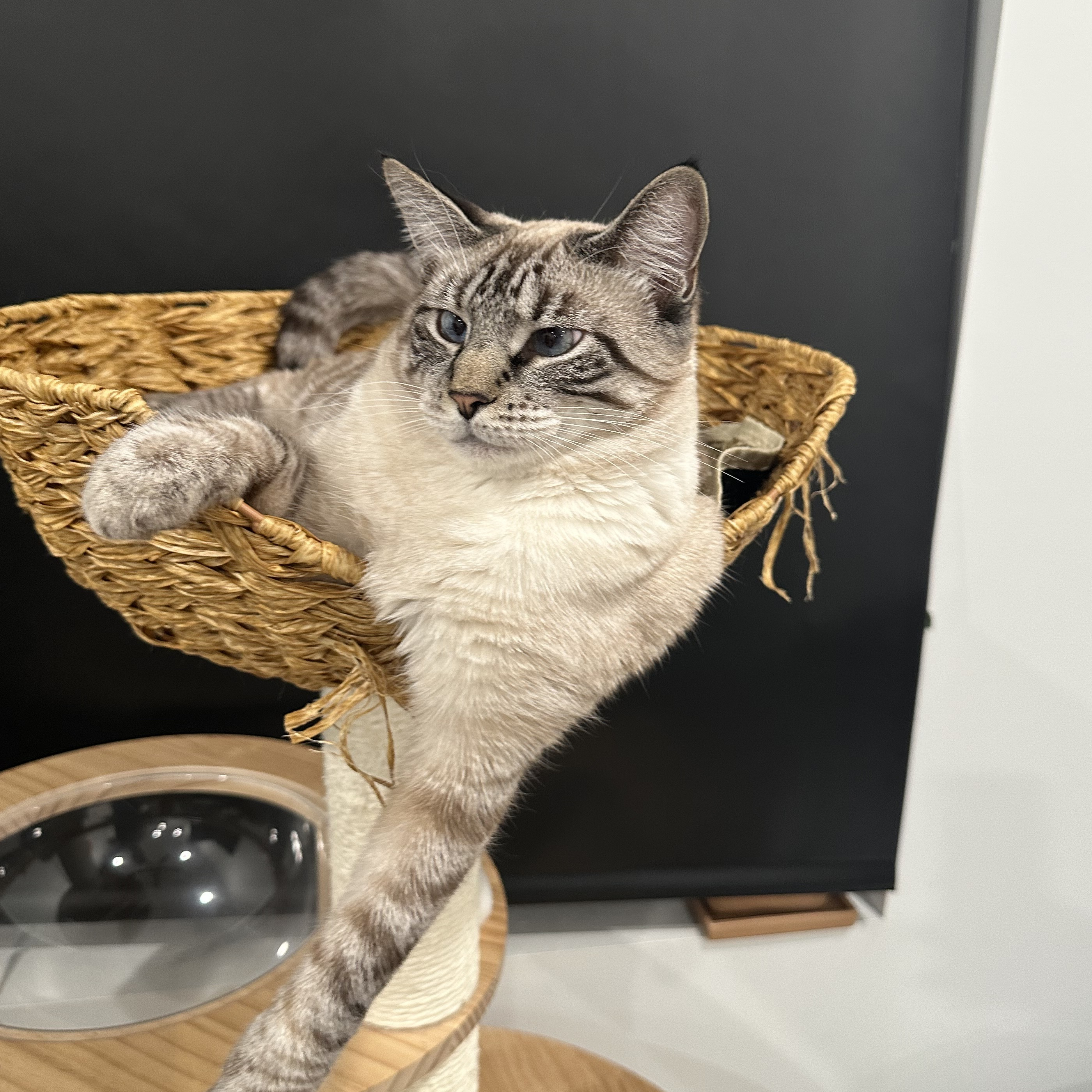 Boba, Yihan's cat, resting in a woven basket with one paw stretched downward.